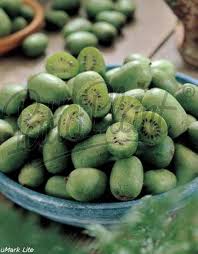 Image result for foto minikiwi