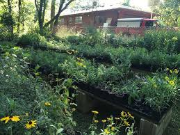 By landscaping with native missouri plants, gardeners with the palest of green thumbs can enjoy such views just like the pros, all while knowing they've native plants predate european immigration to the united states. Missouri Native Plants
