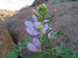 Image result for Cleome oxyphylla