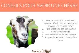 Le point sur leurs vertus avec doctissimo. Avoir Une Chevre Conseils Pour Elever Une Chevre