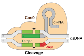 Organisms that have had genes from other species inserted into their genome. Crispr Gene Editing Wikipedia