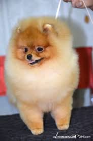 Need to rehome your dog? Baby Doll Pomeranian Puppies Burnette S Exclusive Pomeranians