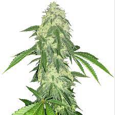 Northern Lights 5 Seeds Leafly