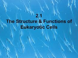 We'll track players' scores to their emails, names or another identifier of your choice. 2 1 The Structure Functions Of Eukaryotic Cells Ppt Download