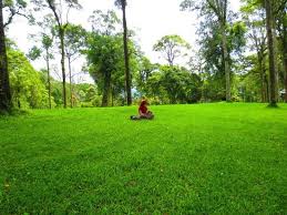 Rumput hijau lagu mp3 download from lagump3downloads.net. Rumput Hijau Dan Buku Kombinasi Paling Manis Foto Kebun Raya Bali Tabanan Tripadvisor