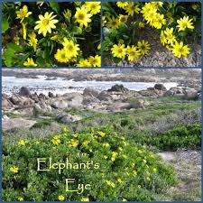 Image result for Chrysanthemoides monilifera