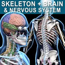 Skeleton Brain Nervous System Peripheral Nervous System Nervous System