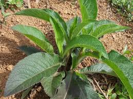 Image result for Elephantopus