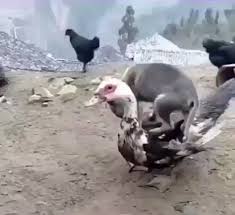 Bird Bouncing Golf Ball On Concrete Is It Ok If I Nap Here Video Cute Baby Animals Cute Animals Funny Animals