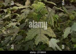 Image result for Girardinia