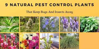 Most of the insects are actually beneficial, providing a means to control insect pests. 9 Natural Pest Control Plants That Keep Bugs And Insects Away