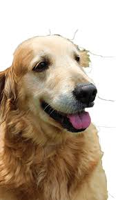 Hours may change under current circumstances Golden Retriever Rescue Resource Golden Retriever Adoptions