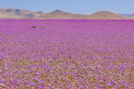 The 21st Century Lore Of Atacama