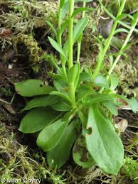Image result for Polygala sphenoptera
