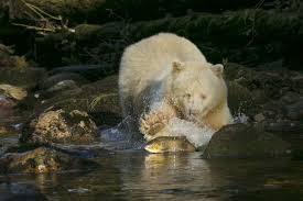 Right Place Right Time Kermode Bear Wildlife Photography Nature Photographs