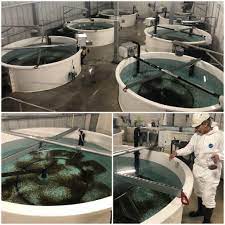 This tops last year's losses of us$10.7 million for the same period. Another Milestone For Ras Farmer Atlantic Sapphire Hatchery International