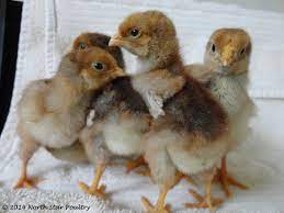 They were originated in the u.s. Wyandotte Faq North Star Poultry