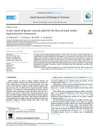 Image result for Aspilia kotschyi