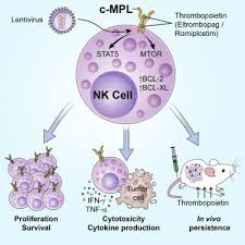 In dueling on diablo 2 lod, when you die, you come back to life in town and without gear. Augmentation Of Nk Cell Proliferation And Anti Tumor Immunity By Transgenic Expression Of Receptors For Epo Or Tpo Molecular Therapy