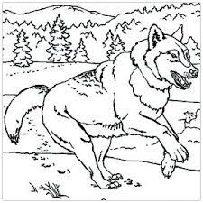 Aug 10, 2013 · free printable wolf coloring pages for kids. Wolf Free Printable Coloring Pages For Kids