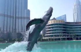 The two giant floating platforms covers a 14,000 sq meters of sea water, towers at 105 meters height, lights up the sky with magical 3,000 leds and dances on songs from all. Whale In Dubai Mall Fountain Area Creates Splash On Social Media News Khaleej Times