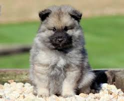 One thing that humans often wonder when considering how their dogs spend their time when their away is if dogs consider a german shepherd while searching puppies for sale near me. Keeshond Puppies For Sale Puppy Adoption Keystone Puppies