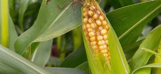 How to organically get rid of bugs in a house plant's soil. Grow Perfect Corn Every Time