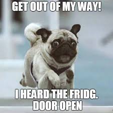 Image result for funny pictures of pug