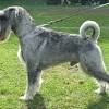 They require less grooming than most dogs, but still will enjoy a soft brushing weekly because of the attention. 1