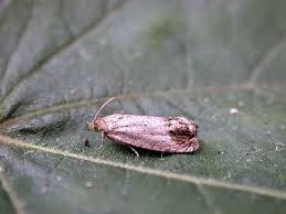 Image result for Cydia splendana