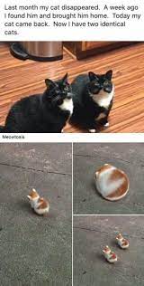 Meowtosis Funny Animal Memes Cute Funny Animals Animal Jokes