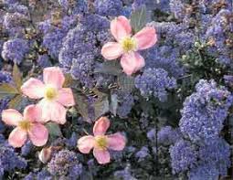 Some varieties of ceanothus can become quite large, so check the plant details to make sure it you might get away with a very compact variety such as blue sapphire, however, the variety you have. Ceanothus