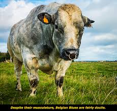 The belgian blue ( french: Get To Know The Belgian Blue
