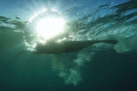 Swimming in the Anthropocene - Public Books