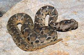 Echis Pyramidum Leakeyi Kenyan Carpet Viper Leakey 8217 S Saw Scaled Viper Leakey Reptiles And Amphibians Snake Venom