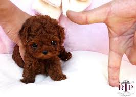 The Friendly Fur Hypoallergenic Dog Breeds Teacup Poodle Puppies Cute Small Dogs Poodle Puppy