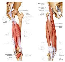 The semitendinosus, the semimembranous, and the biceps femoris. Avoid A Hamstring Leg Acy Biosynchronistics