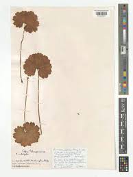 Image result for Pelargonium alchemilloides