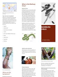 Marburg case fatality rates have varied from 24% to 88% in past outbreaks, depending on virus strain and case management, who said, adding that transmission occurred through contact with infected. Marburg Brochure Pdf Virus Animal Diseases