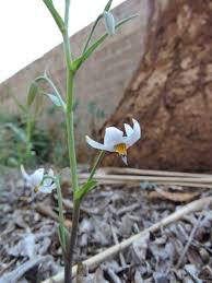 Image result for Walleria mackenziei