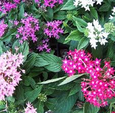 Image result for Pentas schumanniana