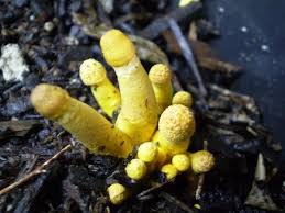 Er mint i candy fra mint plant? 52 Small Yellow Mushrooms My House Plants