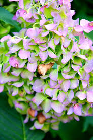 Plus some other creative ideas as to what to do them. How To Dry Hydrangeas The Easy Way Stonegable