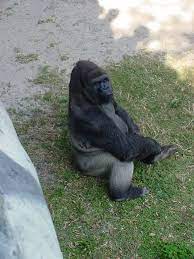 Quito At The Jacksonville Zoo And Gardens Tiere