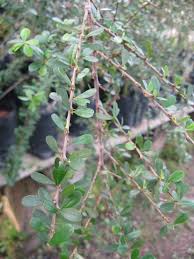 Image result for Brya