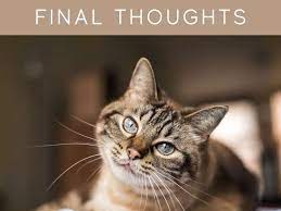 Maybe you would like to learn more about one of these? Are Led Lights Safe For Cats Greenhouse Today