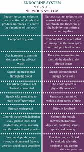 Difference Between Endocrine And Nervous System Definition Characteristics Function In 2020 Nervous System Endocrine System Endocrine