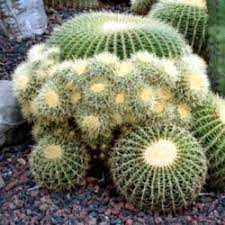 They are easily accessible and widely cultivated around the world. Removal Of Cactus Pups Knowledgebase Question Garden Org