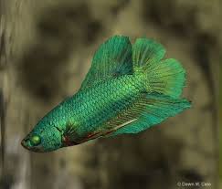 Blind Dragonsc Dragon Scale Betta Betta Betta Fish Fish Pet