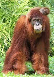 Help Name Singapore Zoo S Baby Orangutan Goruntuler Ile Orangutan Bebek Orangutan Maymunlar